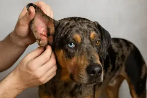 Come riconoscere i primi sintomi di dermatite nel Catahoula? Individua subito il problema per intervenire in tempo